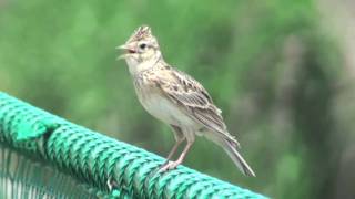 野鳥：ヒバリ／Wild Birds: Oriental Skylark