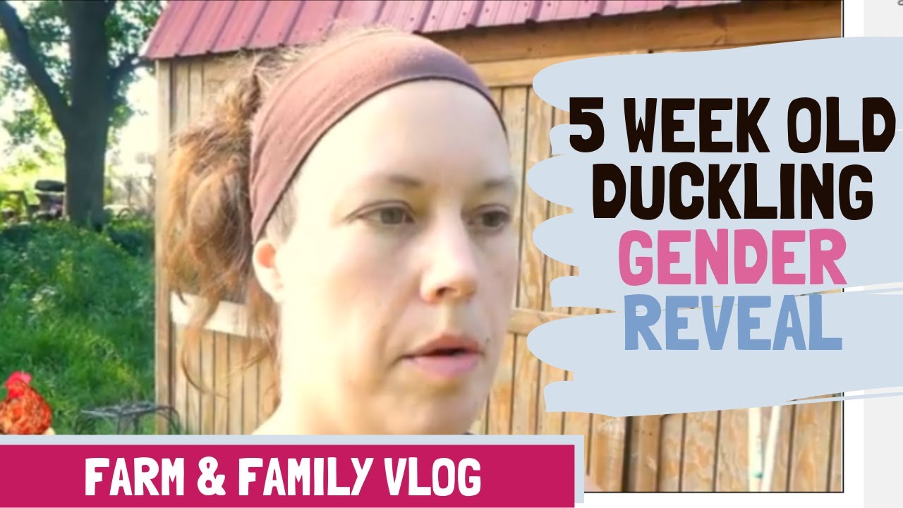 Sexing Ducklings By Sound At 5 Weeks Old