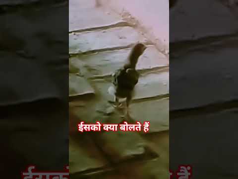कितना प्यारा है #romantic #viral