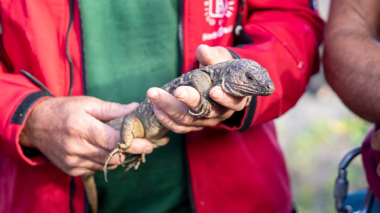 El Cabildo procede a una suelta de Lagarto Gigante de El Hierro en su hábitat natural