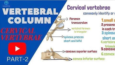 Cervical Vertebrae/Cervical Vertebrae Anatomy/Atlas and Axis