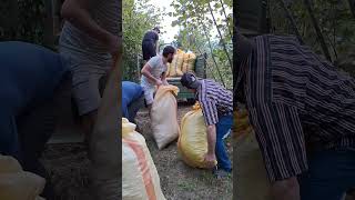 Knksi Karadeni̇zli̇ Eş Aldiği İçi̇n Kendi̇ni̇ Findik Tarlasinda Bulan Kumam