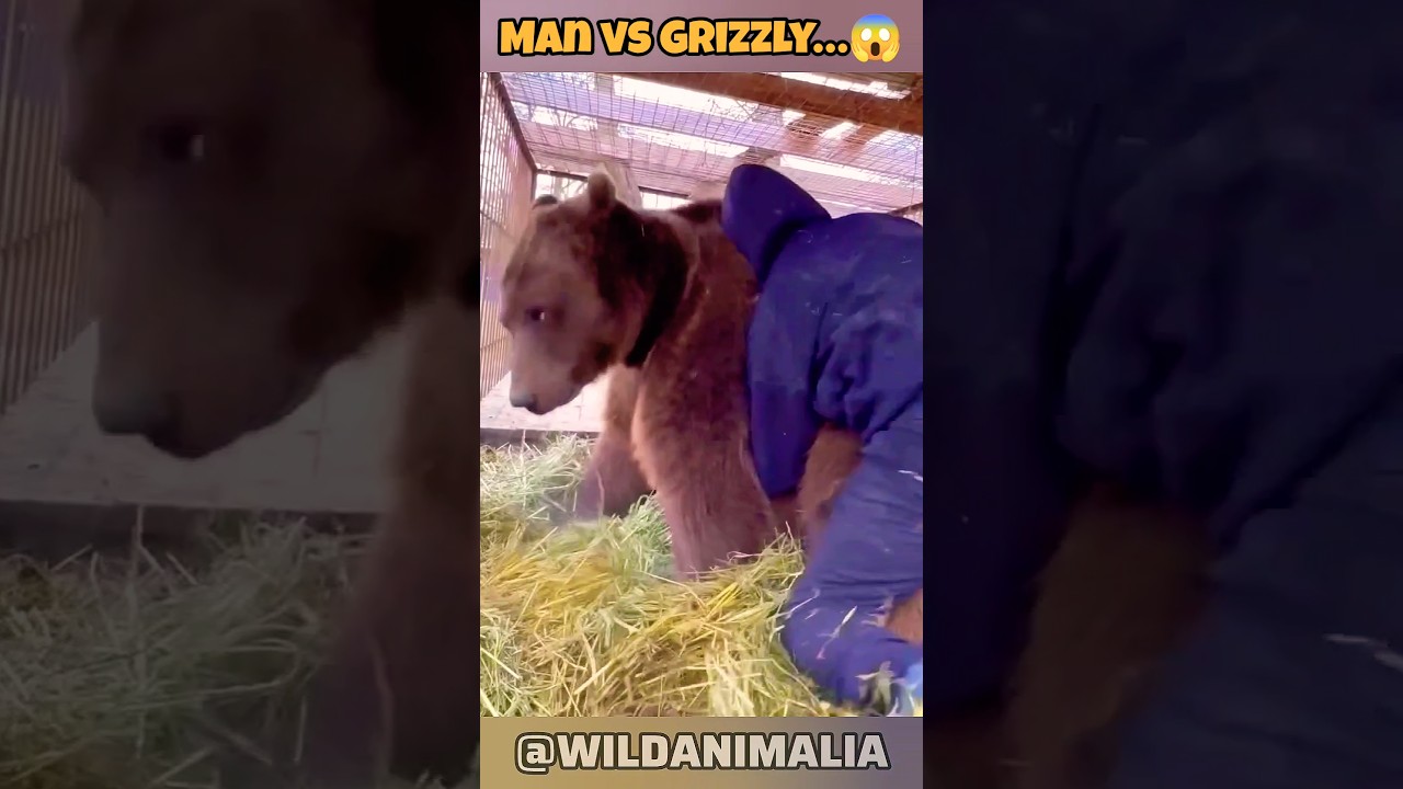 Мужчина думает, что сможет победить гризли… Посмотрите, что произойдет! 😱 
