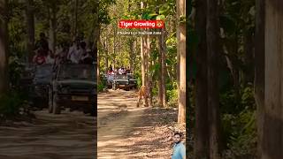 Tiger ne safari track par nikaali aisi awaaz! 🤯🔥 #shorts #tiger #wildlife #jimcorbett
