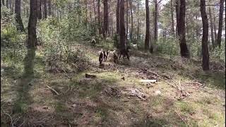 Shepherd goats plateau 🌿 Keçiler ormanda merada 🌿🐐🐕🌿 @organikhalepkeçiçifliği 