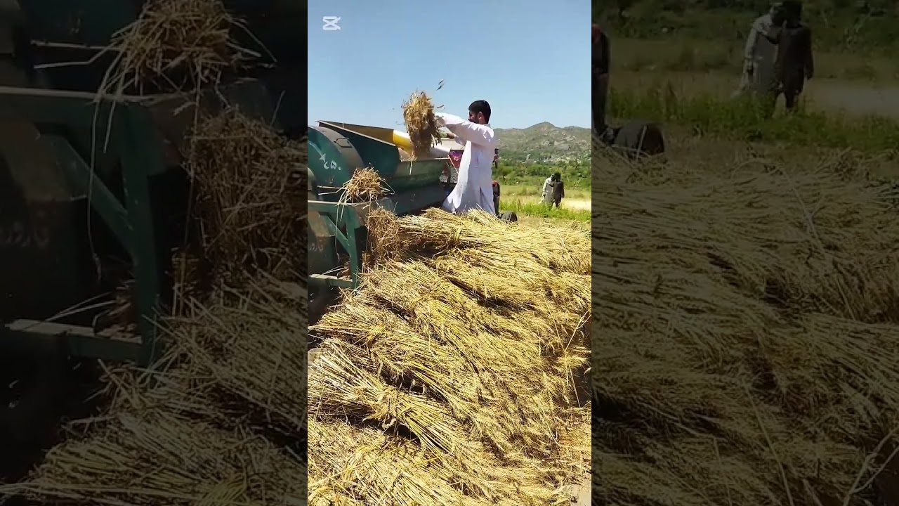 Pothwar Farming | Pothwari Saz | Desi Farming | Village Life in Pothwar | Pakistan Wheat Farming