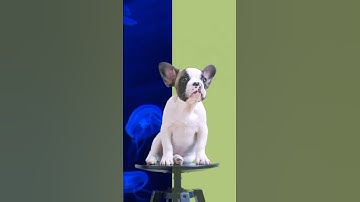 Basic Tutorial on Chroma🟢 Effortless Green Screen Removal with InShot! ✨#inshot #greenscreen