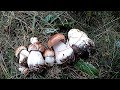 Білі Гриби в Карпатах під час Дощу! \ Mushrooms in the Carpathians during the Rain!