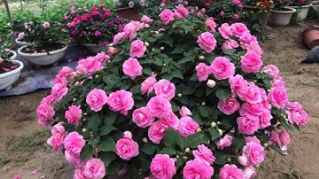 Cách trộn đất và chọn cây giống để có chậu hoa ngọc thảo rực rỡ đón Tết