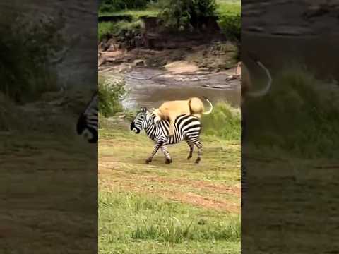 Bad luck: Zebra escaped the crocodile to fall into fist the lioness.