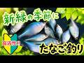 【高活性！新緑の季節】たなご釣り