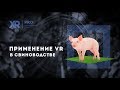 Виртуальная реальность (VR) в свиноводстве. VR для ветеринаров и обучения правилам биобезопасности