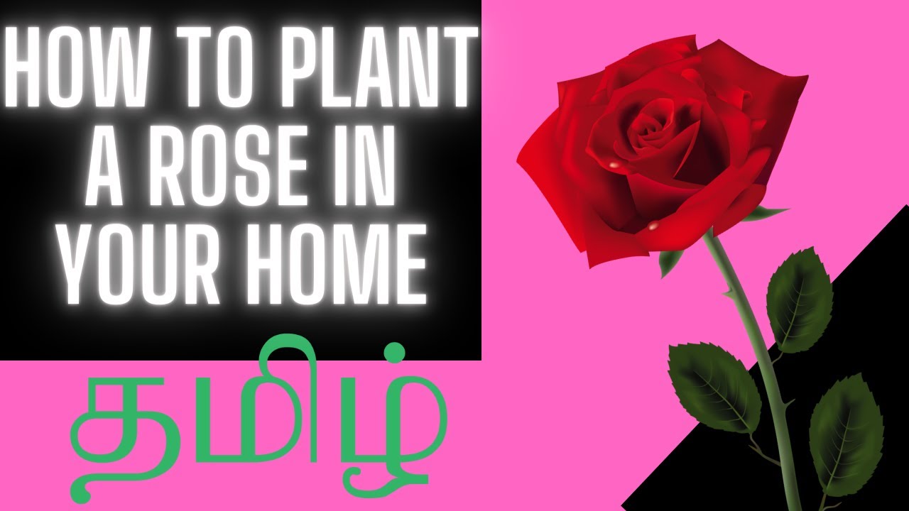 rose ரோஜா plant very simple steps in Tamil How to grow Rose plant at