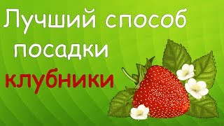 Лучший способ посадки клубники Лучший способ посадки клубники