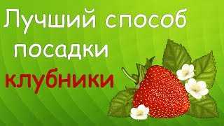 Лучший способ посадки клубники