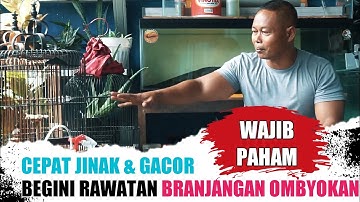 PEMULA WAJIB TAHU, PERAWATAN BRANJANGAN OMBYOKAN AGAR CEPAT JINAK DAN BUNYI