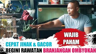 PEMULA WAJIB TAHU, PERAWATAN BRANJANGAN OMBYOKAN AGAR CEPAT JINAK DAN BUNYI