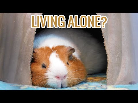 Can Guinea Pigs Live Alone?