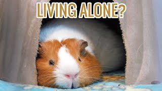 Can Guinea Pigs Live Alone?