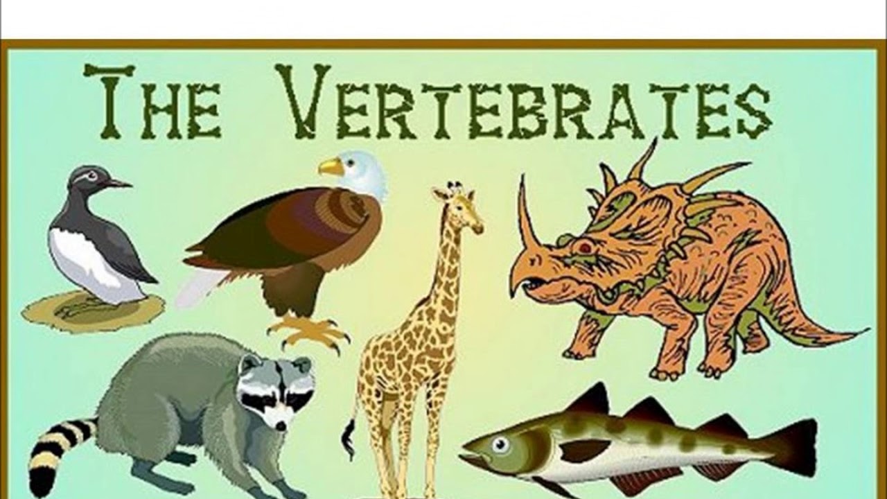 Year 3 The vertebrates  song YouTube