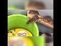 اغرب طريقة لصيد الفئران 