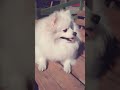 천국보다 아름다운 보구 미미생각에 펑펑울었다.