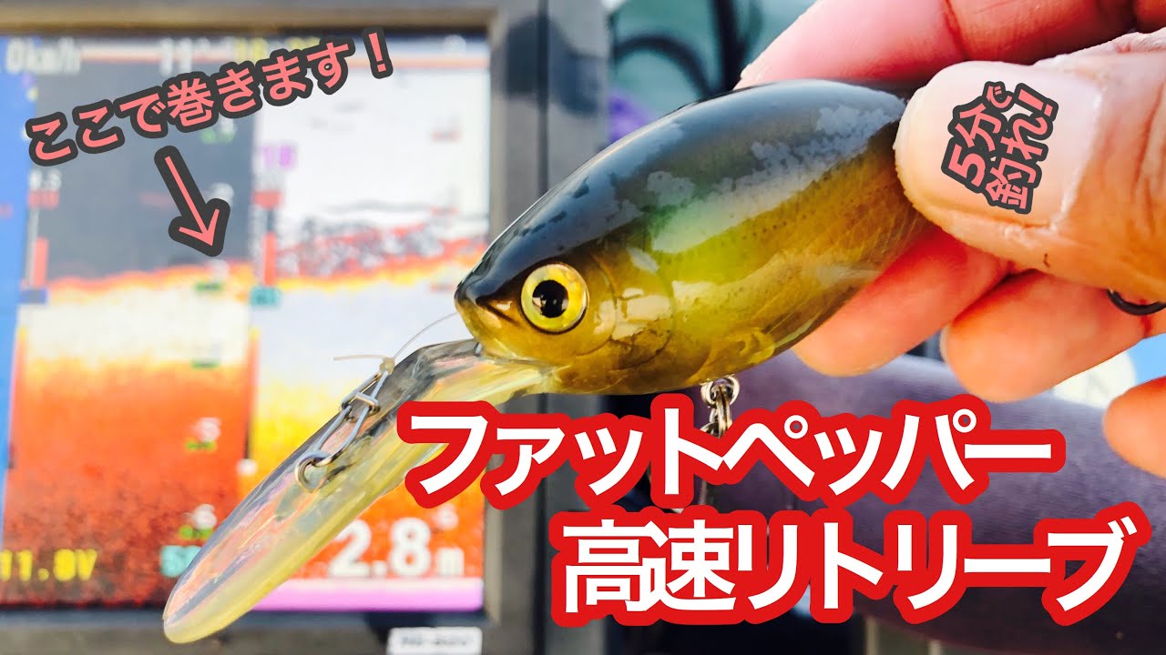 コ*パ様 バス釣り引退ファットペッパーレイドジャパンレベルシャッド他ジャッド系2 JBTOP50第4戦桧原湖入賞！】/藤田夏輝 - FRESH WATER バス釣り ルアー・フライ