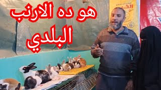 وصل وصل وصل الارنب البلدي وصل في تربيه الارانب بلدي وارضى