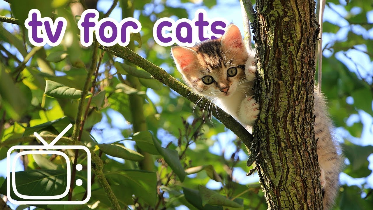 Cat Adventure TV - Nature Walk for Cats