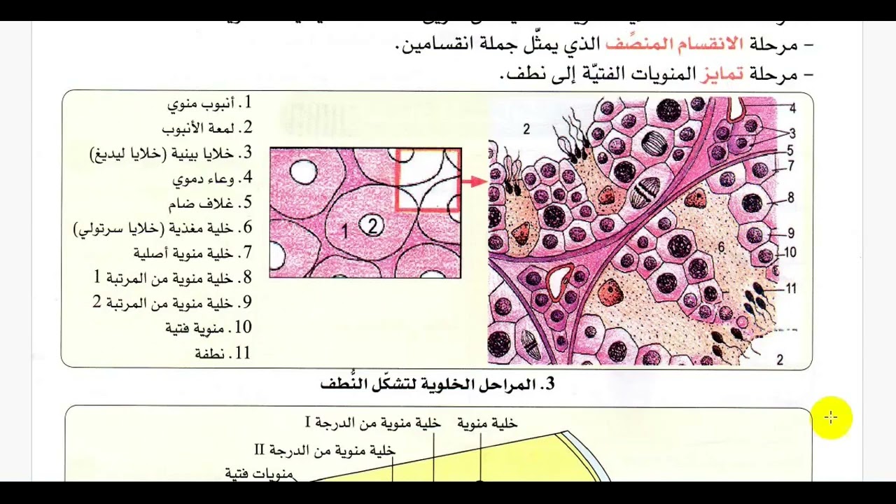 ملخص شامل للدرس الاول من مقطع الوراثة ( من تشكل الامشاج إلى الإلقاح)