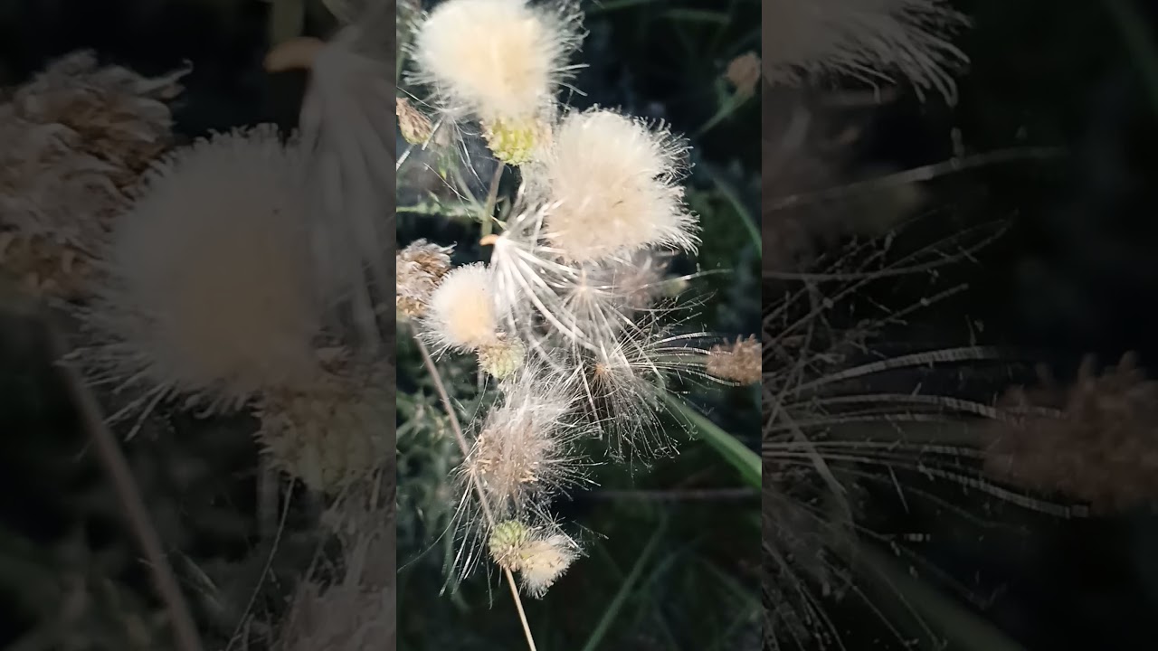 Creeping Thistle flower 2021