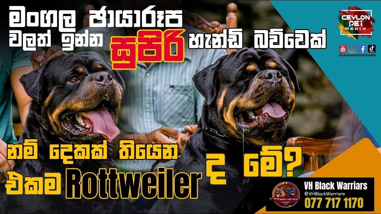 Batman - Rottweiler Dog මංගල ඡායාරූප වලත් ඉන්න සුපිරි හැන්ඩි බව්වෙක් VH ...