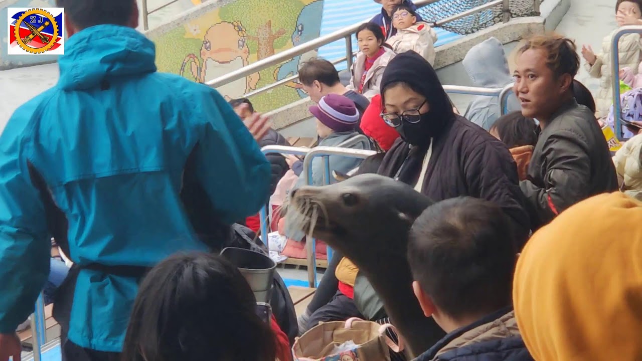 野柳海洋世界海豹表演