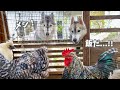 【大変】目の前の鶏さんに大興奮な空腹ハスキー兄弟がこちら...笑　【シベリアンハスキー】