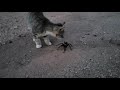 Kitty Vs Tarantula