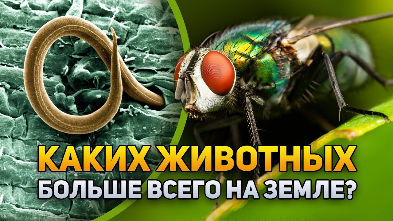 Каких животных на Земле больше всего? |DeeaFilm - YouTube