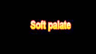 What Is The Definition Of Soft palate Medical School Terminology Dictionary screenshot 5