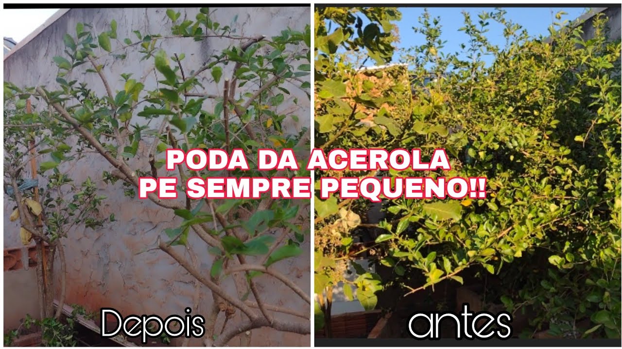 COMO PODAR ACEROLA de FORMA CORRETA/PODA da acerola Passo Passo/COMO ...