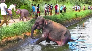 A Touching Family Reunion : Humans Rescue an Elephant Family from a Canal