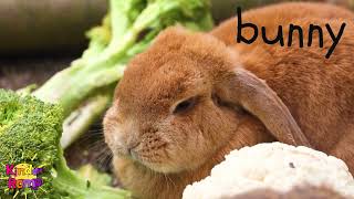 Hello Bunny 🐇  Soft Start Music for Students  10 Minute Nature Background Video screenshot 5