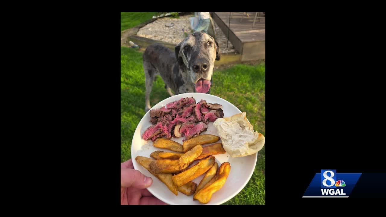 Restaurant staff helps make dog's last meal special