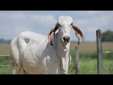 LOTE 16 – 14735 VARJA FIV CAL ok