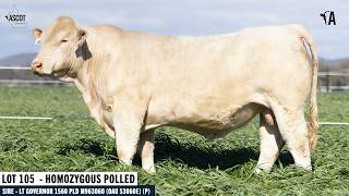 LOT 105 : ASCOT VAUCLUSE V174E AI P