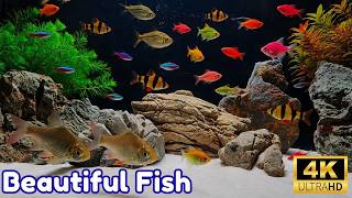 White Sand Aquascape 4K 🐠 Peaceful Tropical Fish for Sleep & Relaxing Ambience screenshot 3