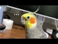 ( ^ω^ 三 ^ω^ ) 【オカメインコ】