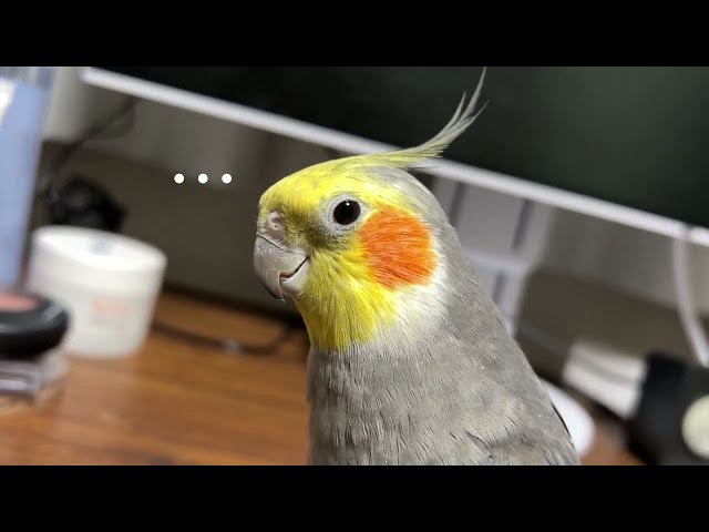 ω＾ 三 ＾ω＾ ) 【オカメインコ】 - YouTube