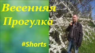 #Shorts   Весенняя    Прогулка    #Shorts   Spring  Walk