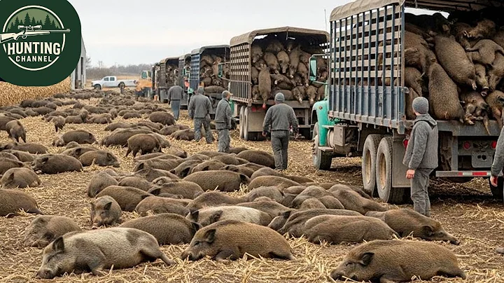 Unbelievable Tactics: How Texas Farmers Trap Millions of Wild Hogs Destroying Farms