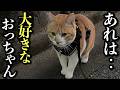 夜の散歩中‥猫が愛するおっちゃんと再会したときの行動が可愛すぎた