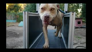 Thompsons Kennel For The Ogs Part 4